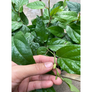 Chậu cây tiêu lốt ( tiêu dài)