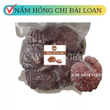 Nấm linh chi đỏ Hồng Chi Đài Loan 500g - Cây Nấm Việt