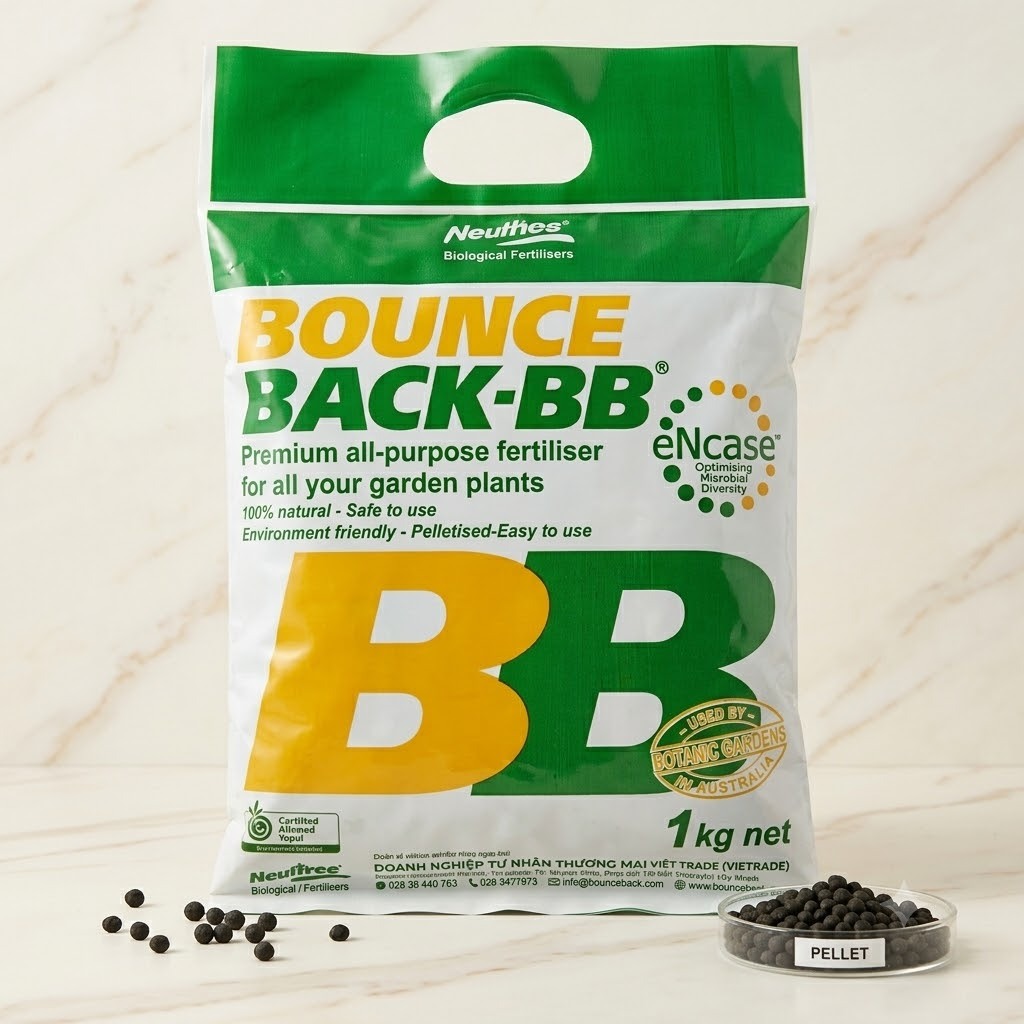 Phân bón BB (Bounce Back): BẬT BÚP - BUNG RỄ - CÂY KHỎE ĐẾN BẤT NGỜ!