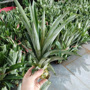 giống dứa mật pulau không gai - điện biên