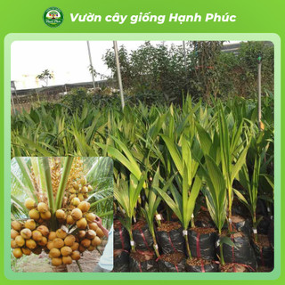 Cây giống DỪA XIÊM LÙN XANH, DỪA XIÊM MÃ LAI Chuẩn Giống, Siêu Sai Quả, Dễ Trồng, Năng Suất Cao - Hỏa tốc HN