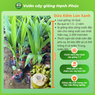 Cây giống DỪA XIÊM LÙN XANH, DỪA XIÊM MÃ LAI Chuẩn Giống, Siêu Sai Quả, Dễ Trồng, Năng Suất Cao - Hỏa tốc HN