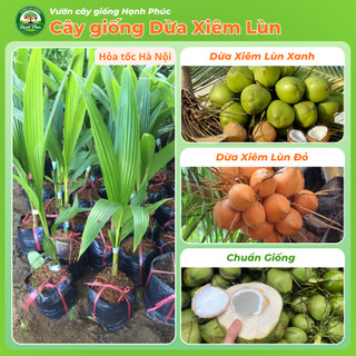 Cây giống DỪA XIÊM LÙN XANH, DỪA XIÊM MÃ LAI Chuẩn Giống, Siêu Sai Quả, Dễ Trồng, Năng Suất Cao - Hỏa tốc HN