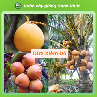 Cây giống DỪA XIÊM LÙN XANH, DỪA XIÊM MÃ LAI Chuẩn Giống, Siêu Sai Quả, Dễ Trồng, Năng Suất Cao - Hỏa tốc HN