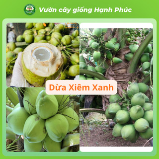 Cây giống DỪA XIÊM LÙN XANH, DỪA XIÊM MÃ LAI Chuẩn Giống, Siêu Sai Quả, Dễ Trồng, Năng Suất Cao - Hỏa tốc HN