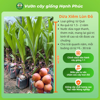 Cây giống DỪA XIÊM LÙN XANH, DỪA XIÊM MÃ LAI Chuẩn Giống, Siêu Sai Quả, Dễ Trồng, Năng Suất Cao - Hỏa tốc HN
