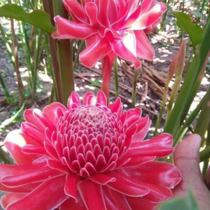 giống hoa sen đa lộc