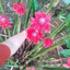 giống hoa sen đa lộc