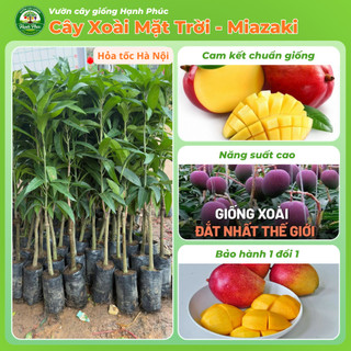 Cây giống XOÀI MẶT TRỜI - XOÀI MIAZAKI Nhật Bản - Choai, Chuẩn Giống, Siêu Sai Quả, Dễ Trồng, Năng Suất Cao