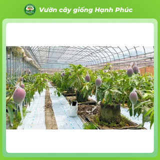 Cây giống XOÀI MẶT TRỜI - XOÀI MIAZAKI Nhật Bản - Choai, Chuẩn Giống, Siêu Sai Quả, Dễ Trồng, Năng Suất Cao