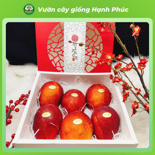 Cây giống XOÀI MẶT TRỜI - XOÀI MIAZAKI Nhật Bản - Choai, Chuẩn Giống, Siêu Sai Quả, Dễ Trồng, Năng Suất Cao