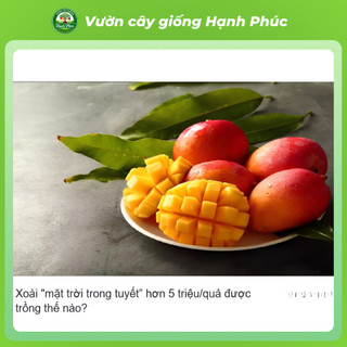 Cây giống XOÀI MẶT TRỜI - XOÀI MIAZAKI Nhật Bản - Choai, Chuẩn Giống, Siêu Sai Quả, Dễ Trồng, Năng Suất Cao