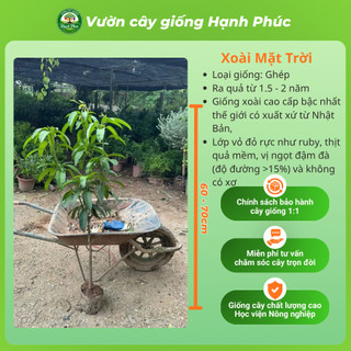 Cây giống XOÀI MẶT TRỜI - XOÀI MIAZAKI Nhật Bản - Choai, Chuẩn Giống, Siêu Sai Quả, Dễ Trồng, Năng Suất Cao
