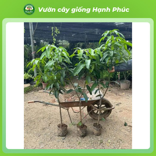 Cây giống XOÀI MẶT TRỜI - XOÀI MIAZAKI Nhật Bản - Choai, Chuẩn Giống, Siêu Sai Quả, Dễ Trồng, Năng Suất Cao