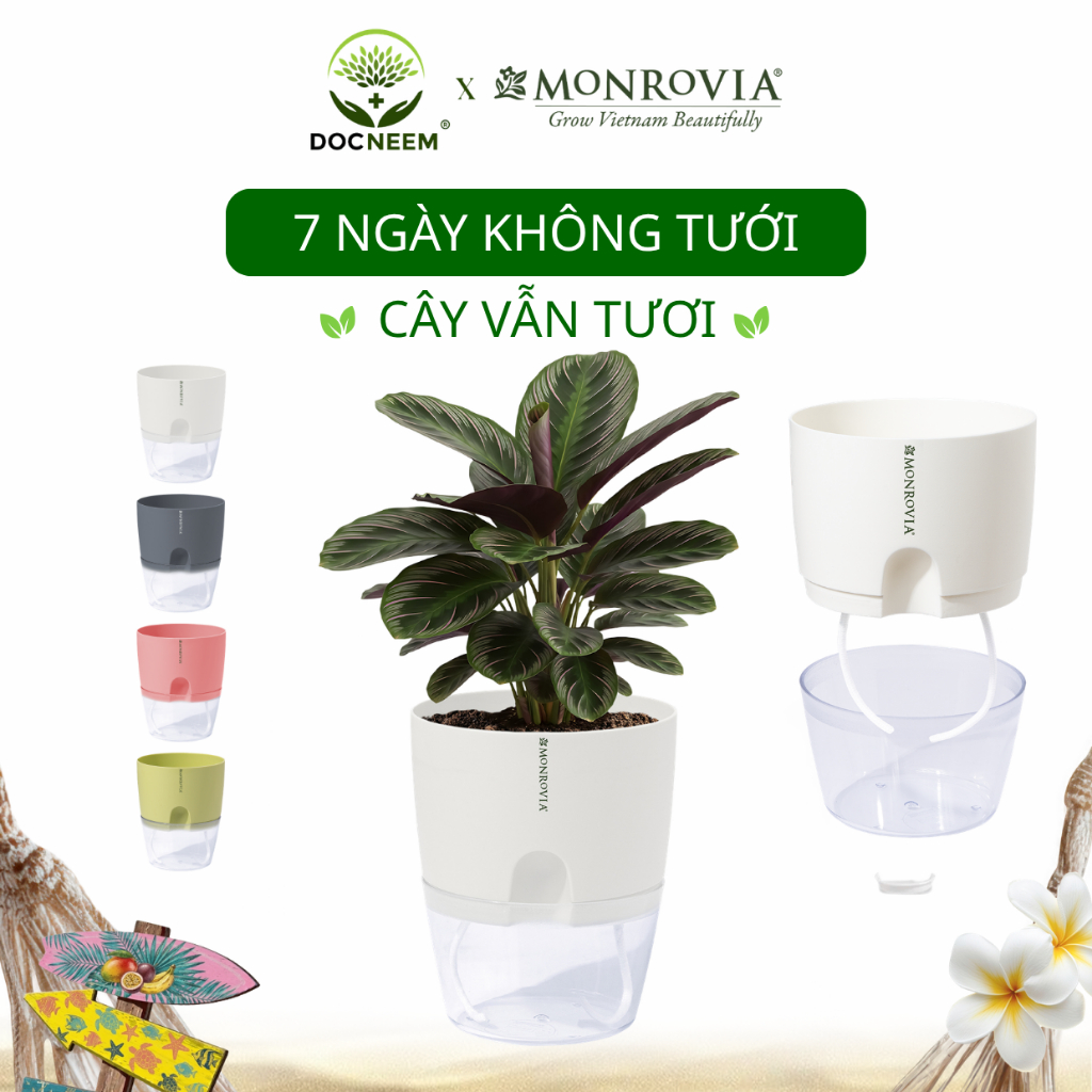 Chậu tự tưới MONROVIA A7 – Cao cấp, sang trọng. Decor cây cảnh, hoa, lan, bàn làm việc, văn phòng