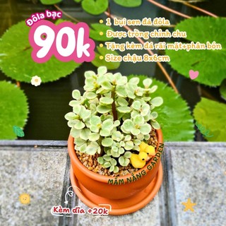 Sen Đá Đôla Bạc Trồng Sẵn Chậu Đất Nung Nâu Đáng Yêu Mang Lại May Mắn Tài Lộc Decor Bàn Học - Mầm Nắng Garden