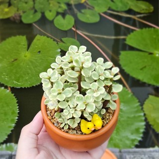 Sen Đá Đôla Bạc Trồng Sẵn Chậu Đất Nung Nâu Đáng Yêu Mang Lại May Mắn Tài Lộc Decor Bàn Học - Mầm Nắng Garden