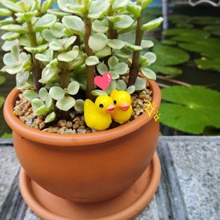 Sen Đá Đôla Bạc Trồng Sẵn Chậu Đất Nung Nâu Đáng Yêu Mang Lại May Mắn Tài Lộc Decor Bàn Học - Mầm Nắng Garden