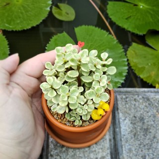 Sen Đá Đôla Bạc Trồng Sẵn Chậu Đất Nung Nâu Đáng Yêu Mang Lại May Mắn Tài Lộc Decor Bàn Học - Mầm Nắng Garden