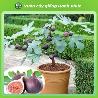 Cây giống SUNG LÙN MỸ, Chuẩn Giống, Siêu Sai Quả, Dễ Trồng, Năng Suất Cao - Hỏa tốc HN