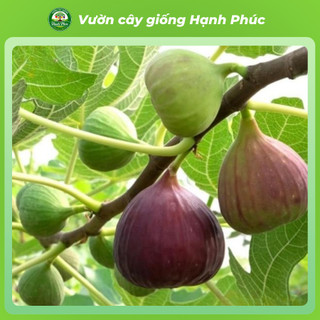 Cây giống SUNG LÙN MỸ, Chuẩn Giống, Siêu Sai Quả, Dễ Trồng, Năng Suất Cao - Hỏa tốc HN