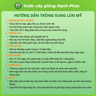 Cây giống SUNG LÙN MỸ, Chuẩn Giống, Siêu Sai Quả, Dễ Trồng, Năng Suất Cao - Hỏa tốc HN