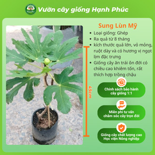 Cây giống SUNG LÙN MỸ, Chuẩn Giống, Siêu Sai Quả, Dễ Trồng, Năng Suất Cao - Hỏa tốc HN