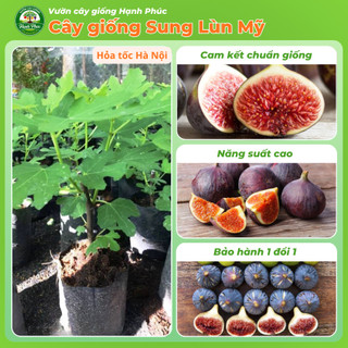 Cây giống SUNG LÙN MỸ, Chuẩn Giống, Siêu Sai Quả, Dễ Trồng, Năng Suất Cao - Hỏa tốc HN