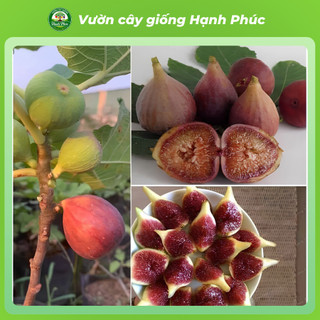 Cây giống SUNG LÙN MỸ, Chuẩn Giống, Siêu Sai Quả, Dễ Trồng, Năng Suất Cao - Hỏa tốc HN