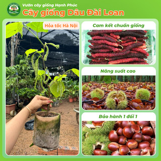 Cây giống DÂU ĐÀI LOAN, Chuẩn Giống, Siêu Sai Quả, Dễ Trồng, Năng Suất Cao - Hỏa tốc HN