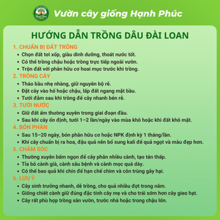 Cây giống DÂU ĐÀI LOAN, Chuẩn Giống, Siêu Sai Quả, Dễ Trồng, Năng Suất Cao - Hỏa tốc HN