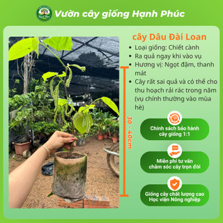 Cây giống DÂU ĐÀI LOAN, Chuẩn Giống, Siêu Sai Quả, Dễ Trồng, Năng Suất Cao - Hỏa tốc HN