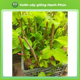 Cây giống DÂU ĐÀI LOAN, Chuẩn Giống, Siêu Sai Quả, Dễ Trồng, Năng Suất Cao - Hỏa tốc HN