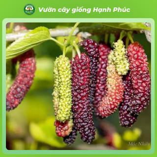Cây giống DÂU ĐÀI LOAN, Chuẩn Giống, Siêu Sai Quả, Dễ Trồng, Năng Suất Cao - Hỏa tốc HN