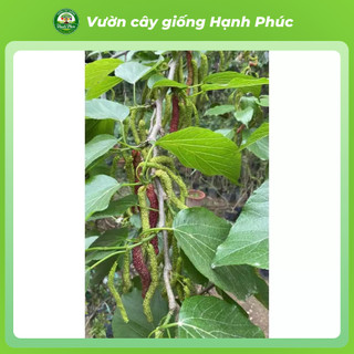 Cây giống DÂU ĐÀI LOAN, Chuẩn Giống, Siêu Sai Quả, Dễ Trồng, Năng Suất Cao - Hỏa tốc HN