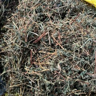 [ GIÁ TỐT ] 1kg cây bọ mắm khô ( cây thuốc dòi ) Cây dòi Thân Tím. Chữa Ho, Viêm Họng, Phế Quản…