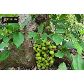 1kg lá sung tự nhiên đặt đơn mới hái