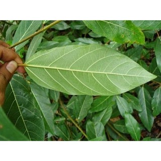 1kg lá sung tự nhiên đặt đơn mới hái