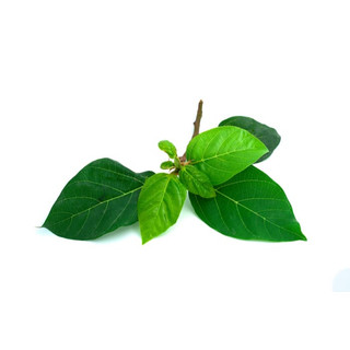 1kg lá sung tự nhiên đặt đơn mới hái