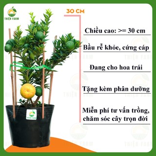 Cây Cam Nhật Lá Nhỏ sẵn trái THIỆN FARM cây trồng chậu, trồng sân thượng, ban công