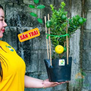 Cây Cam Nhật Lá Nhỏ sẵn trái THIỆN FARM cây trồng chậu, trồng sân thượng, ban công