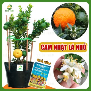 Cây Cam Nhật Lá Nhỏ sẵn trái THIỆN FARM cây trồng chậu, trồng sân thượng, ban công
