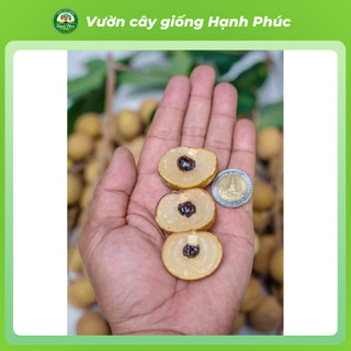 Cây giống NHÃN LỒNG HƯNG YÊN - NHÃN HẠT LÉP Siêu sai quả, Chuẩn Giống F1 , Dễ Chăm sóc, Năng Suất Cao - Hỏa tốc HN