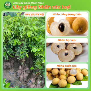 Cây giống NHÃN LỒNG HƯNG YÊN - NHÃN HẠT LÉP Siêu sai quả, Chuẩn Giống F1 , Dễ Chăm sóc, Năng Suất Cao - Hỏa tốc HN