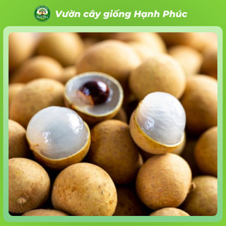 Cây giống NHÃN LỒNG HƯNG YÊN - NHÃN HẠT LÉP Siêu sai quả, Chuẩn Giống F1 , Dễ Chăm sóc, Năng Suất Cao - Hỏa tốc HN