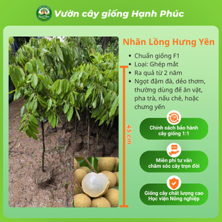 Cây giống NHÃN LỒNG HƯNG YÊN - NHÃN HẠT LÉP Siêu sai quả, Chuẩn Giống F1 , Dễ Chăm sóc, Năng Suất Cao - Hỏa tốc HN