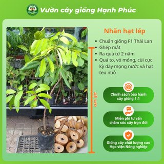 Cây giống NHÃN LỒNG HƯNG YÊN - NHÃN HẠT LÉP Siêu sai quả, Chuẩn Giống F1 , Dễ Chăm sóc, Năng Suất Cao - Hỏa tốc HN