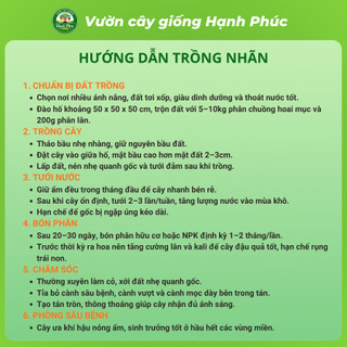 Cây giống NHÃN LỒNG HƯNG YÊN - NHÃN HẠT LÉP Siêu sai quả, Chuẩn Giống F1 , Dễ Chăm sóc, Năng Suất Cao - Hỏa tốc HN