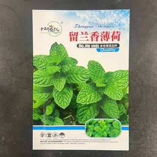 [Gói 1000 Hạt] Hạt giống Húng Bạc Hà (Húng Lủi) Dễ Trồng, Thu Hoạch Liên Tục, Trồng Quanh Năm
