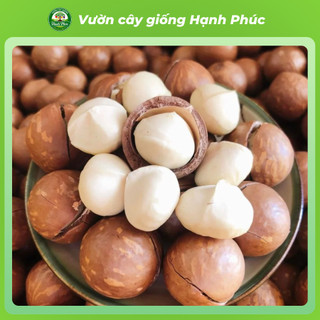 Cây giống hạt MẮC CA Chuẩn Giống, Siêu Sai Quả, Dễ Trồng, Năng Suất Cao, Hạt Siêu Ngon Ưa chuộng